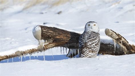 free dick pics|How to roll a white owl. 